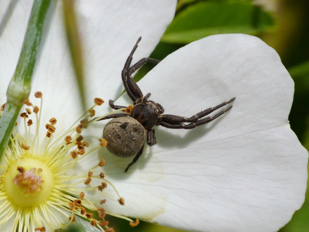 Ozyptila atomaria ? NO. Xysticus sp, o simili